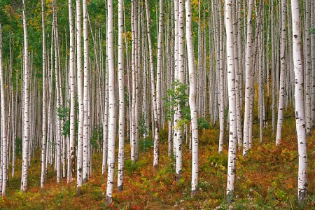 1990 Infiniti Q45 aspen forest